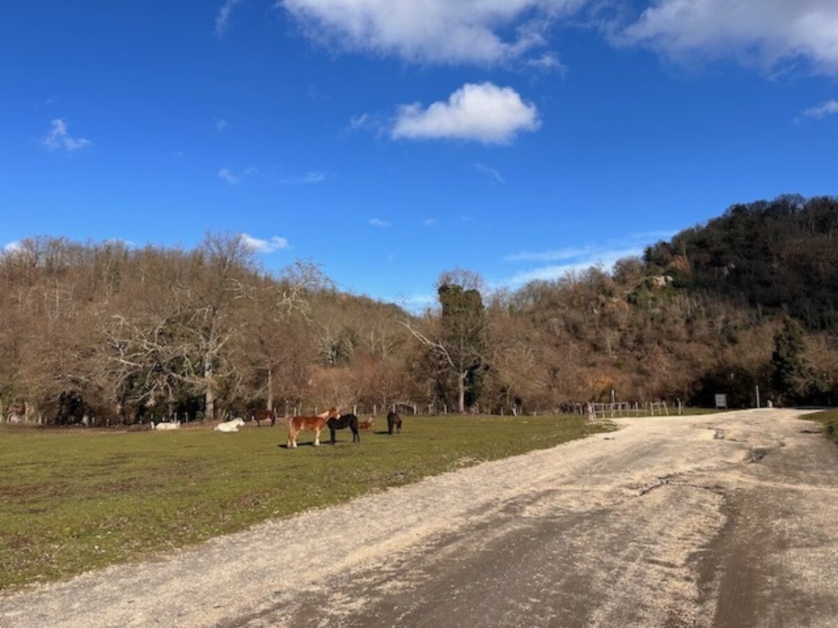 Free ranging horses