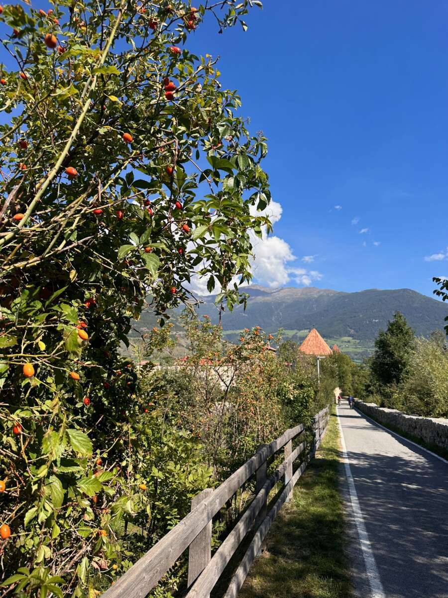 The cycle route Via Claudia Augusta passing the campsite in Glurns/Glorenza