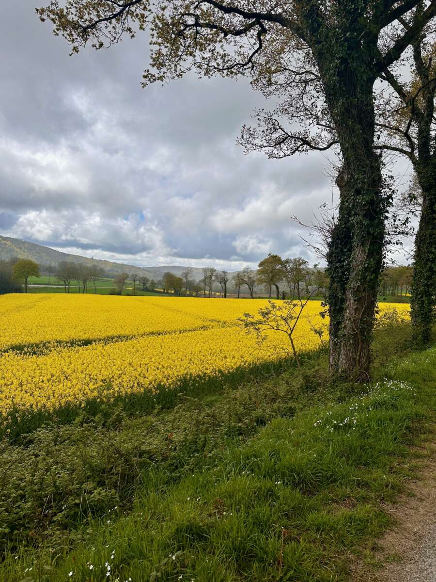 EuroVelo 1 - beautiful yellow field