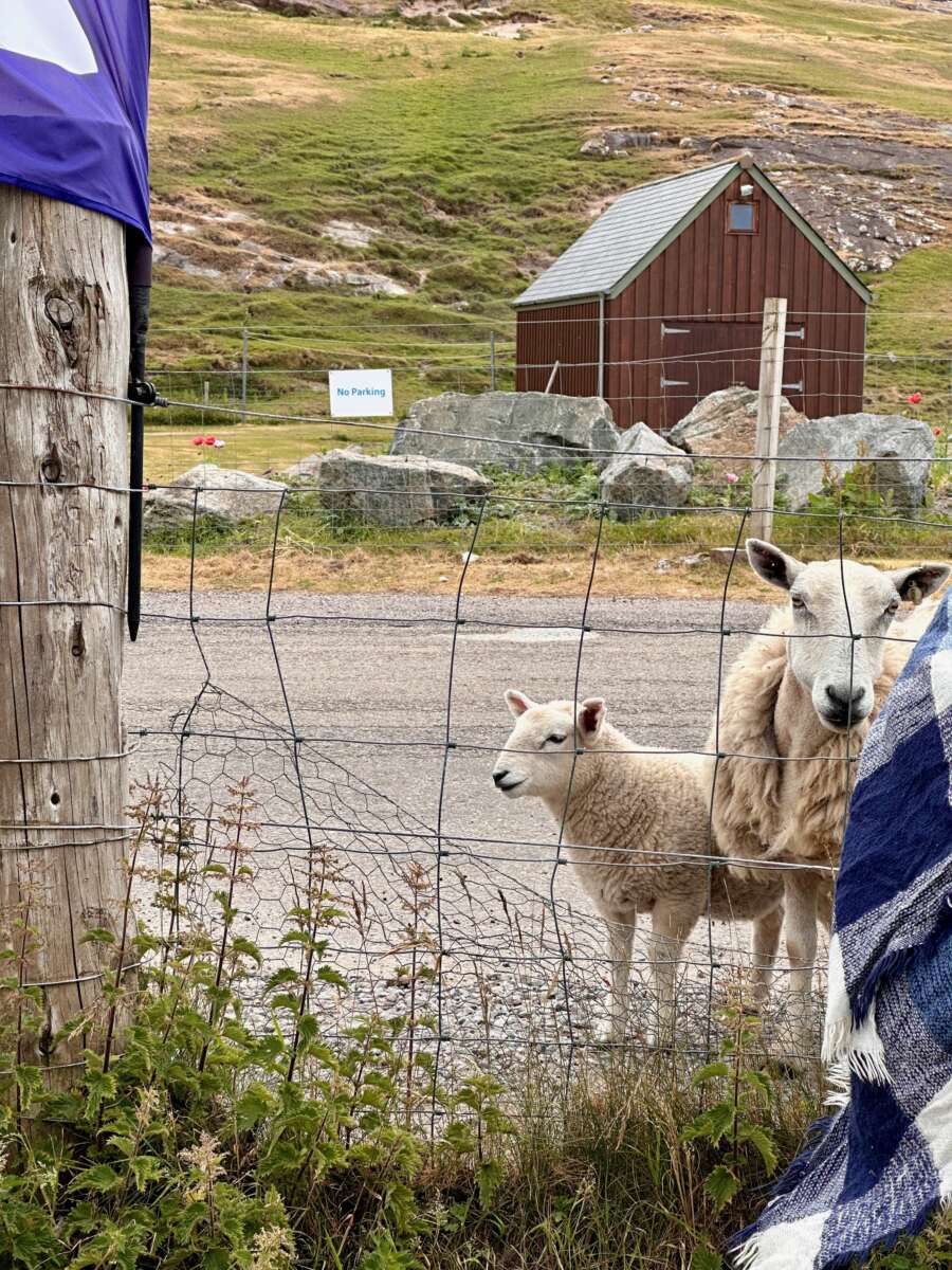 North Coast 500 - feeling observed by sheep