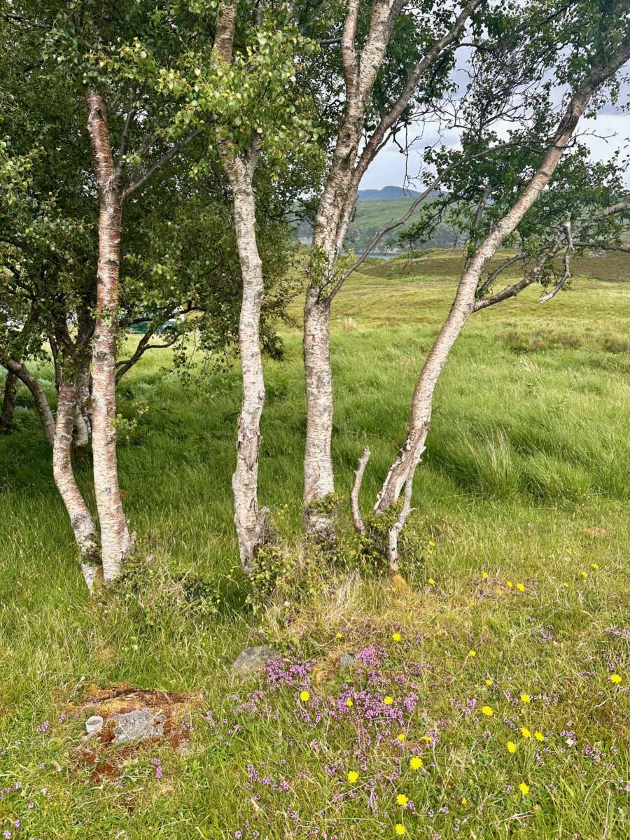 North Coast 500 - trees and wildflowers