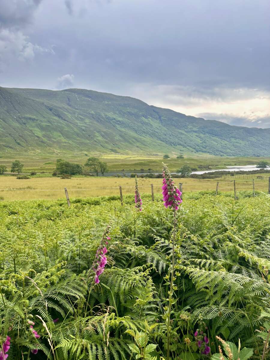 North Coast 500 - beautiful wildflowers on the River Carron