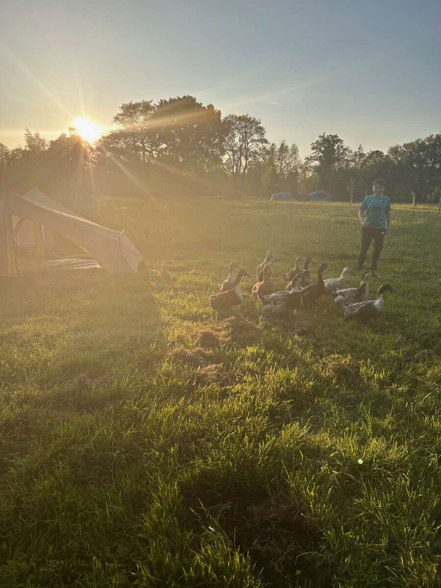 My tent pitched. Geese passing by :)