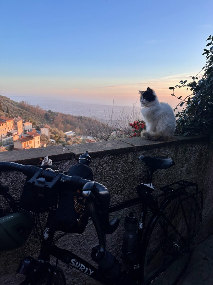 Eine Katze blickt auf Pietrasanta