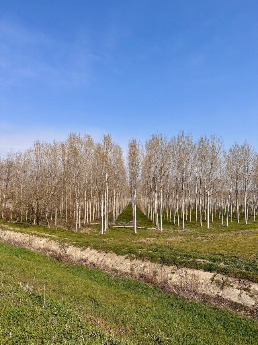 EuroVelo 8 - poplar groves in Piedmont