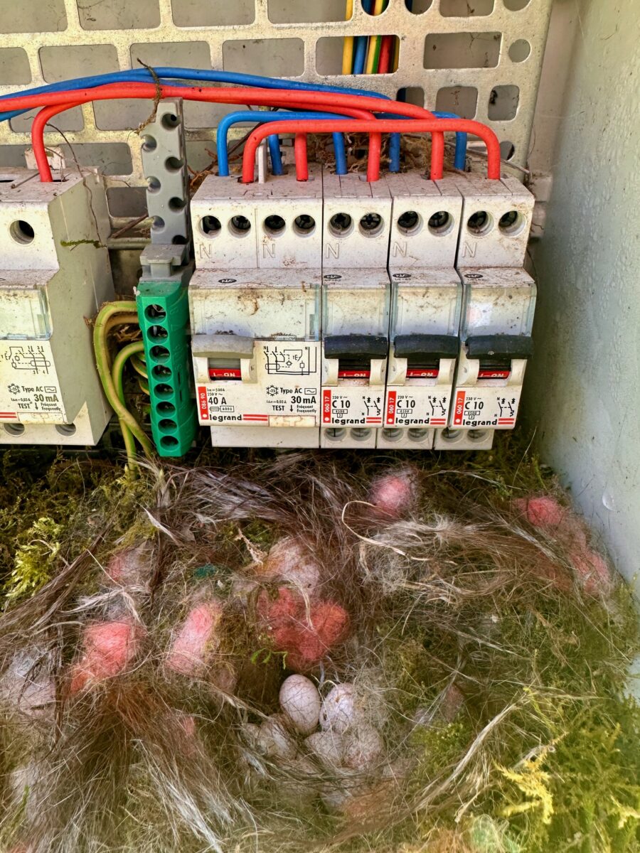 Bird's nest in an electricity box
