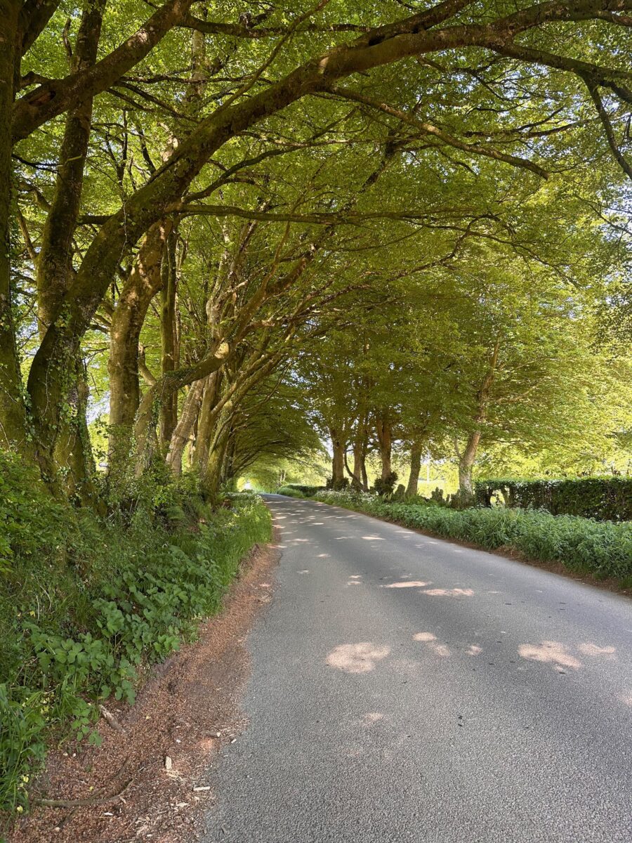 Land's End to John o'Groats - beautifully shaded alley