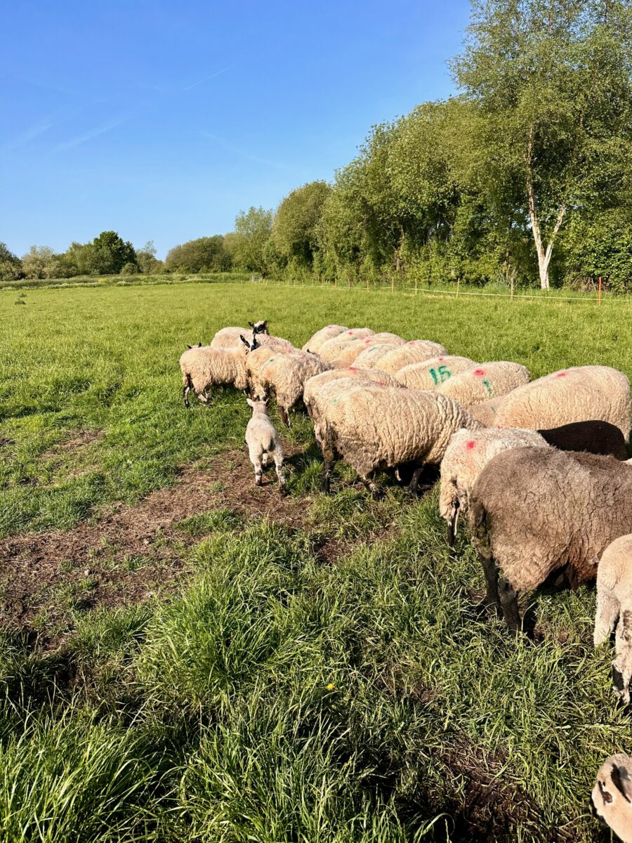 Visiting the sheep at Station Farm