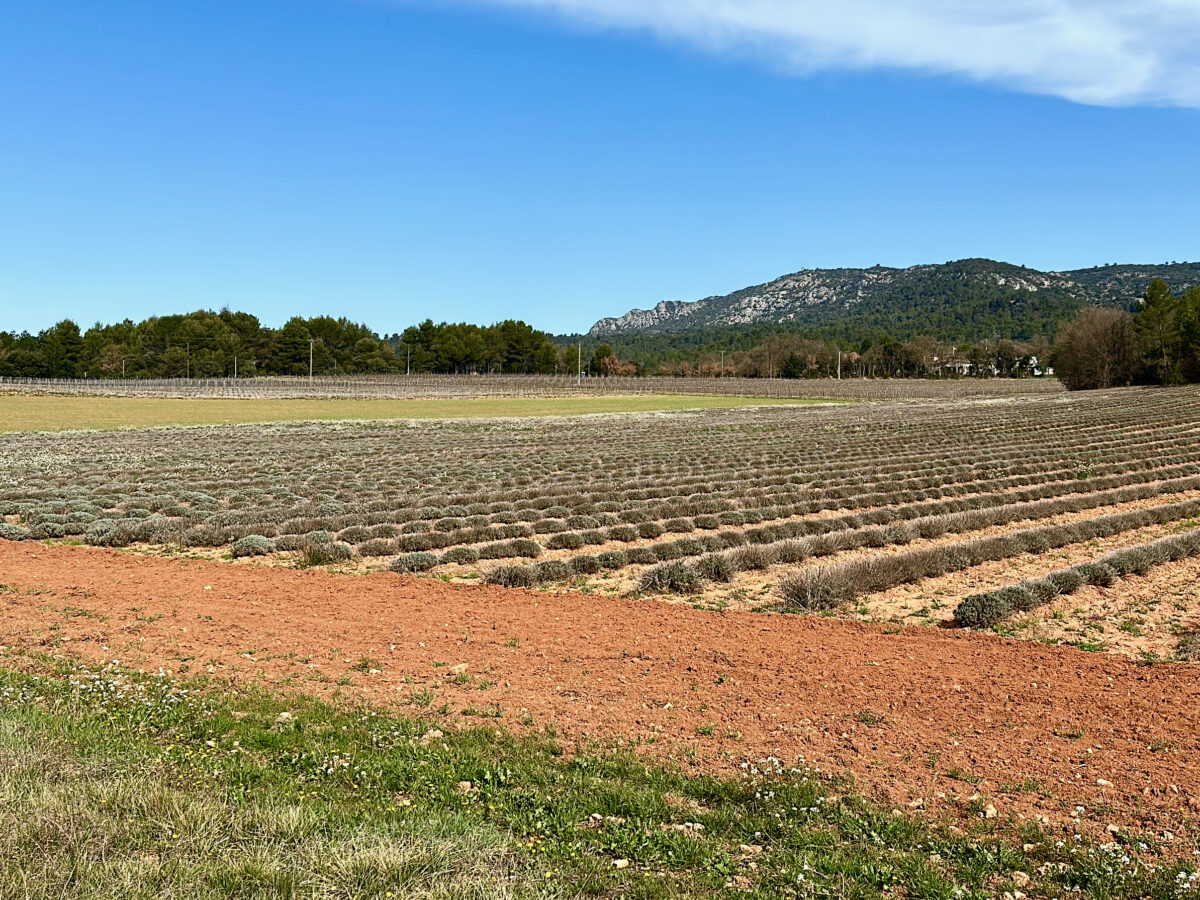 EuroVelo 8 - fragrant lavender fields of the Provence