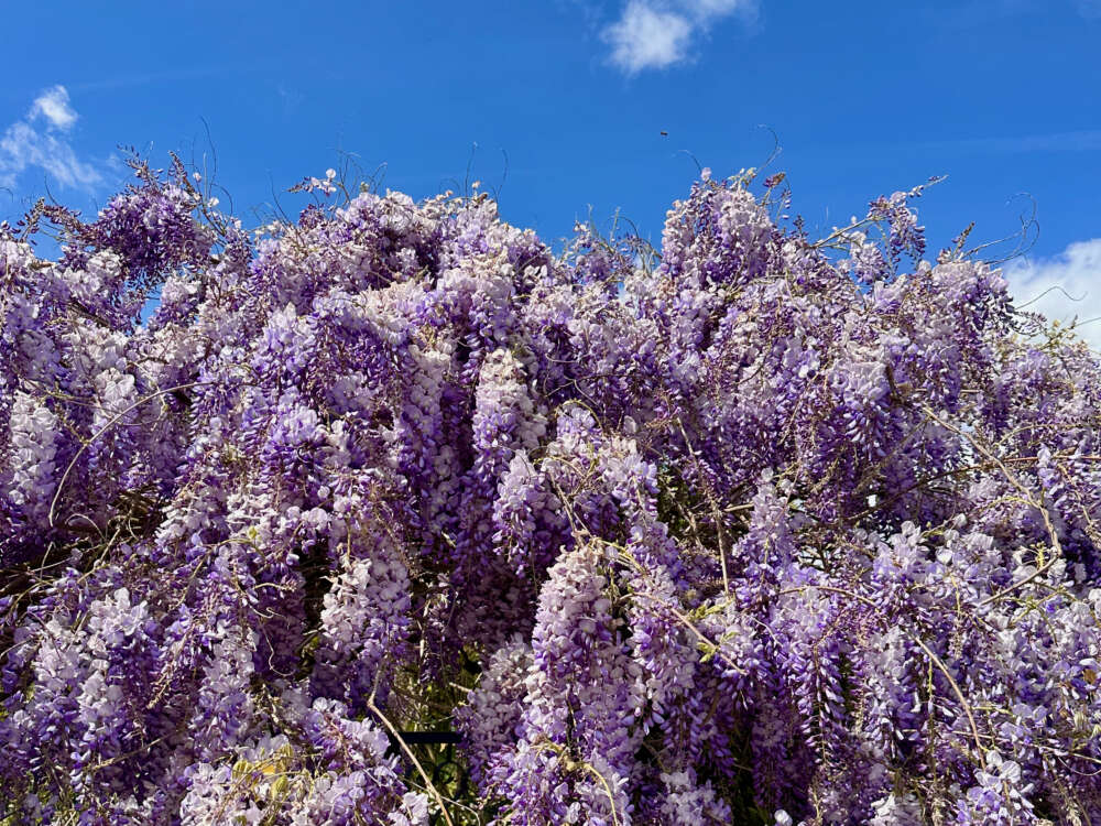 Tour d'Europe - Wisteria in France