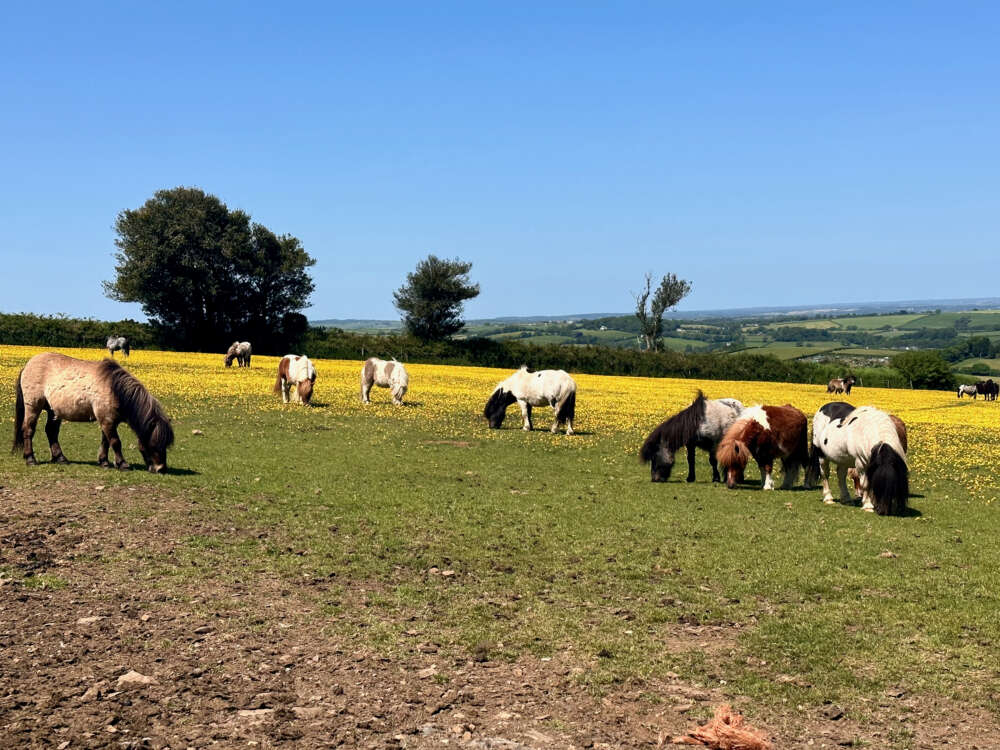 Land's End to John o'Groats - Shetland pony herd in England near Okehampton