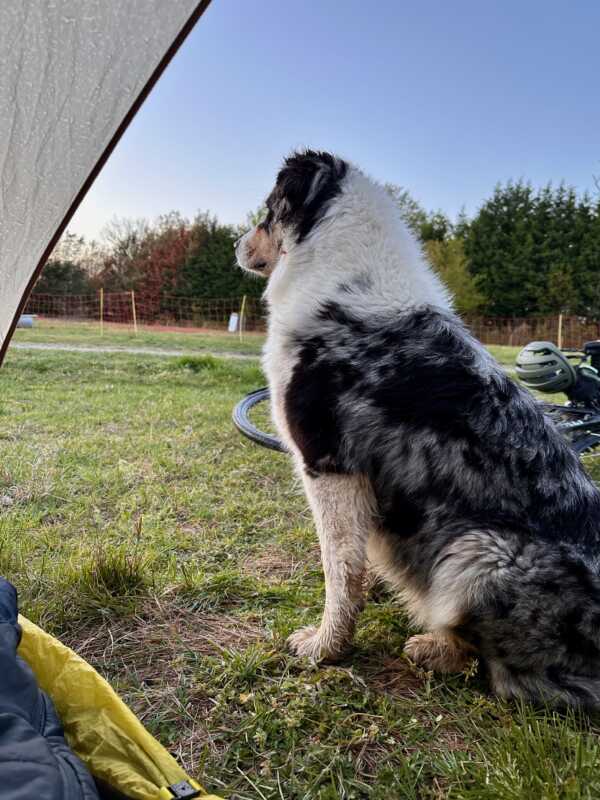 An Australian Shepher watching my tent