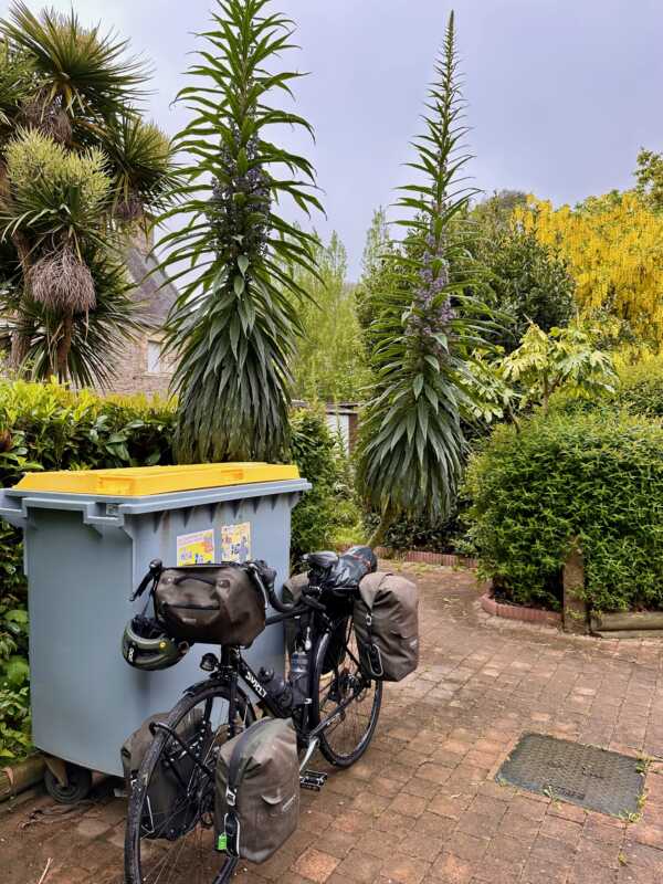 Gigantic plants on the campsite in Perros Guirec