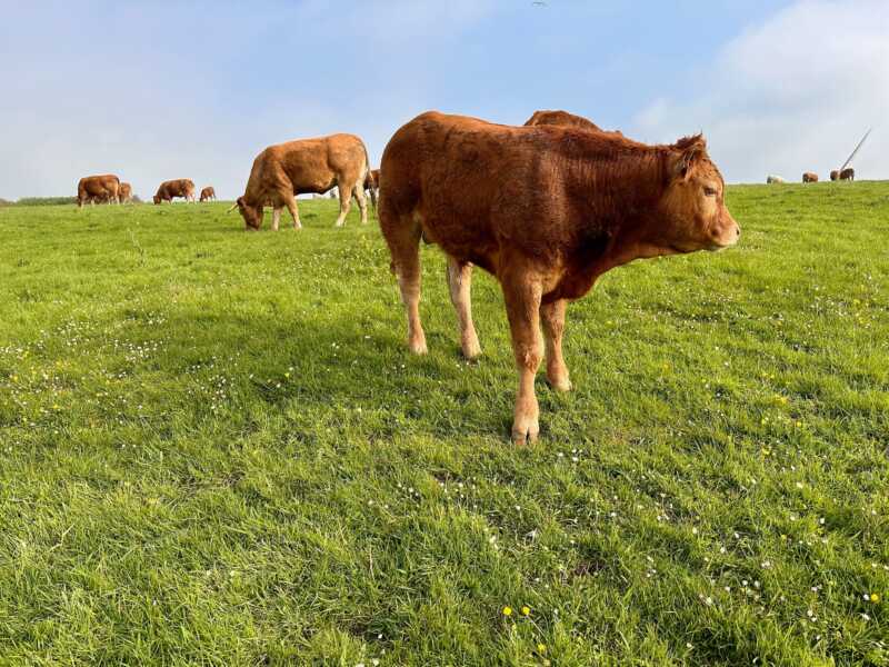 Eurovelo 4 - Cows in Etretat