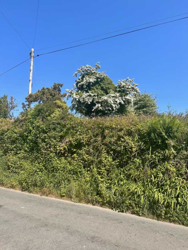 Land's End to John o'Groats - electricity and hedges in Cornwall