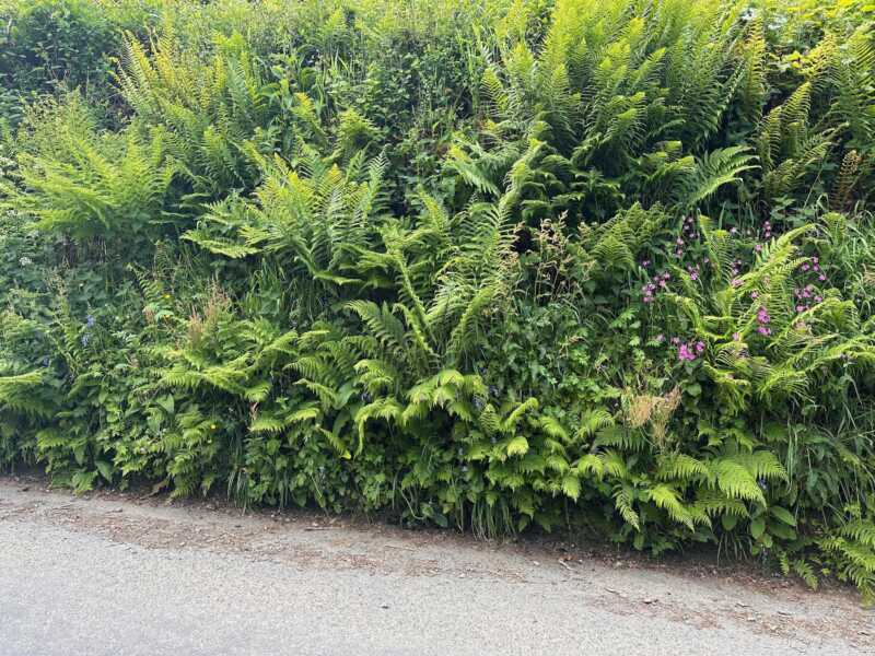 Land's End to John o'Groats - cornish hedges