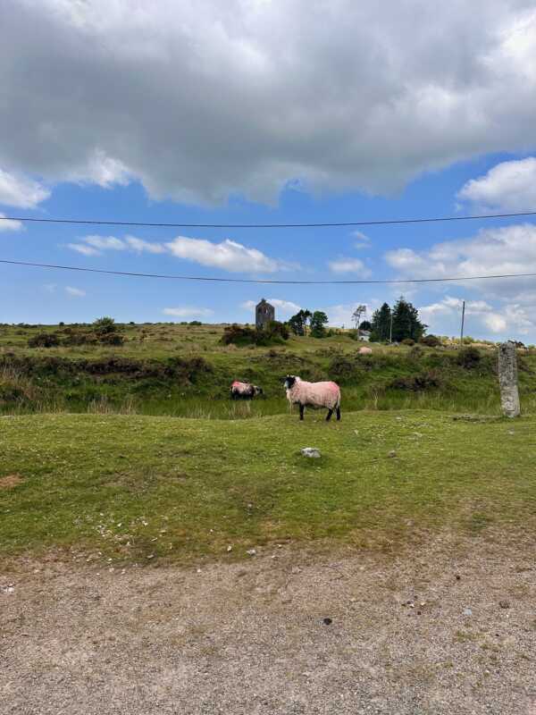 Land's End to John o'Groats - more sheep in Minions