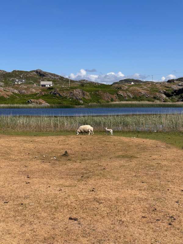 North Coast 500 - sheep in Clachtoll