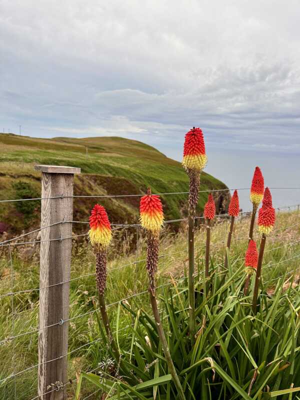 North Coast 500 - beautiful flowers in Salmon Landings, Strathy