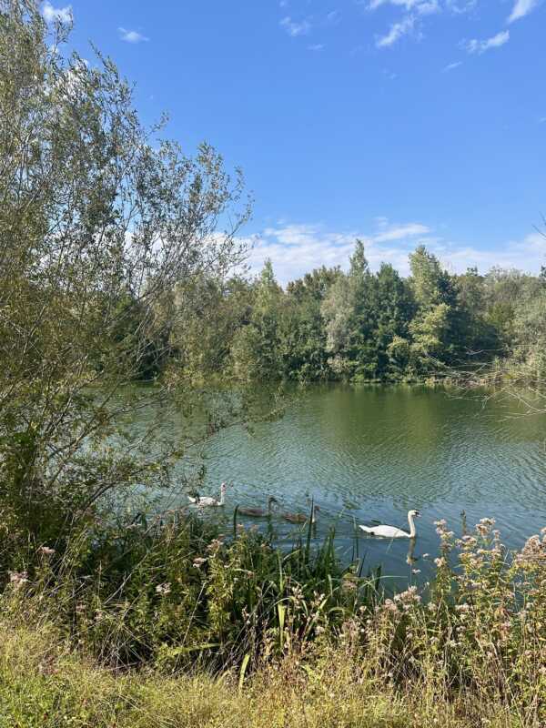 Eurovelo 5 - swans on the Rhine