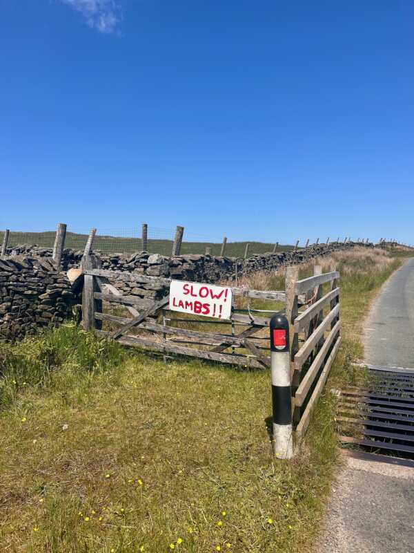 Land's End to John o'Groats - Slow. Lambs!